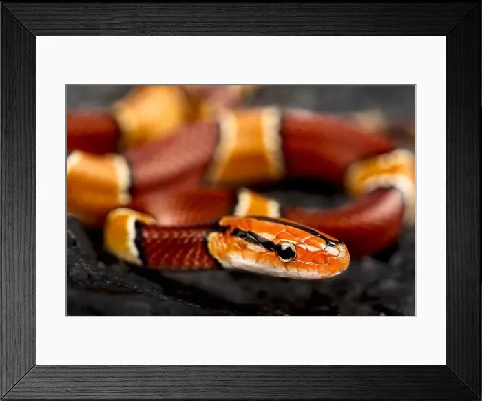 Framed Print : Broad-banded mountain rat snake (Oreophis porphyraceus laticinctus)