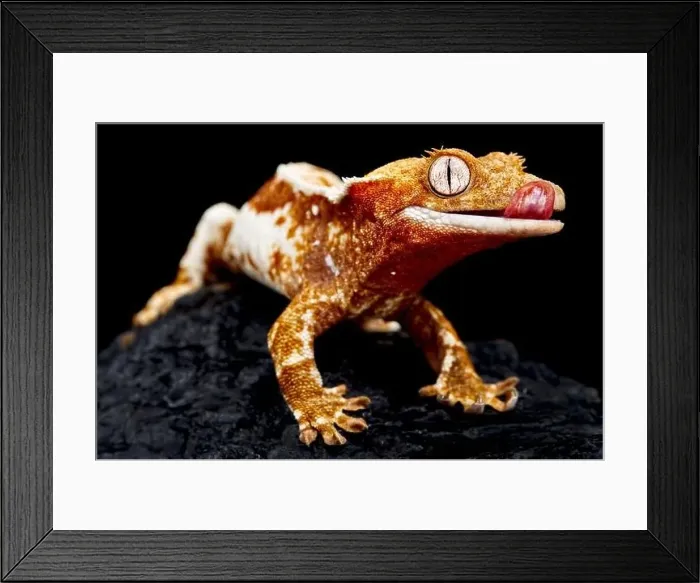 Framed Print : Crested gecko (Correlophus ciliatus) Framed Print : Crested gecko (Correlophus ciliatus)