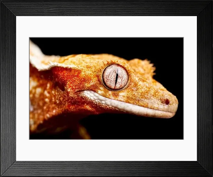 Framed Print : Crested gecko (Correlophus ciliatus)