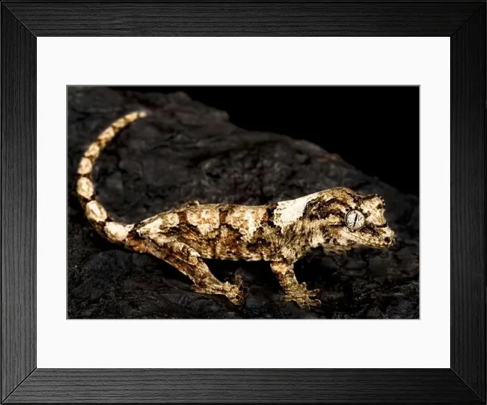 Framed Print : New Caledonian Mossy gecko (Mniarogekko chahoua) Framed Print : New Caledonian Mossy gecko (Mniarogekko chahoua)