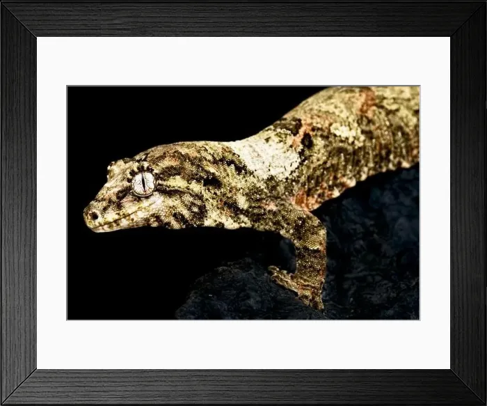 Framed Print : New Caledonian Mossy gecko (Mniarogekko chahoua) Framed Print : New Caledonian Mossy gecko (Mniarogekko chahoua)