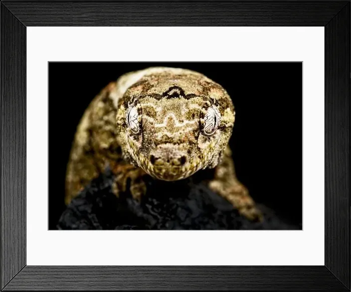 Framed Print : New Caledonian Mossy gecko (Mniarogekko chahoua) Framed Print : New Caledonian Mossy gecko (Mniarogekko chahoua)