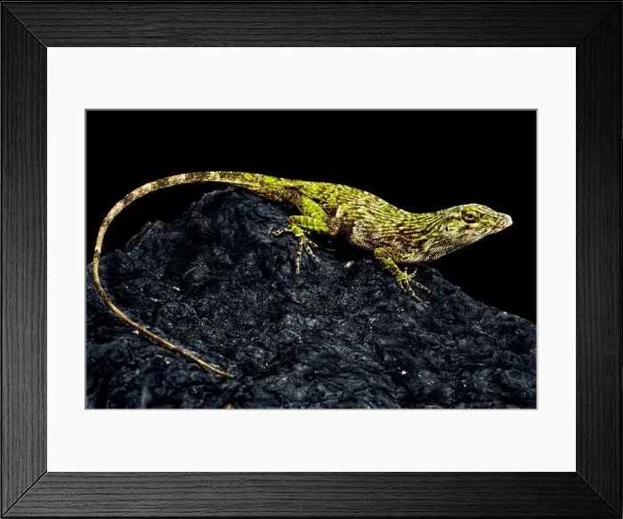 Framed Print : Neotropical Green Anole (Norops biporcatus) Framed Print : Neotropical Green Anole (Norops biporcatus)