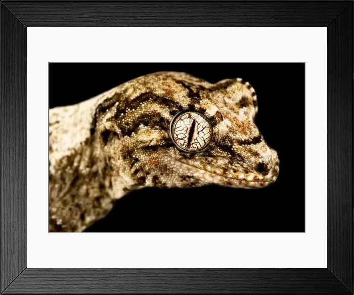 Framed Print : New Caledonian Mossy gecko (Mniarogekko chahoua) Framed Print : New Caledonian Mossy gecko (Mniarogekko chahoua)