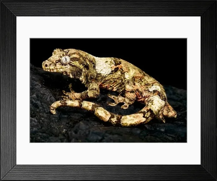 Framed Print : New Caledonian Mossy gecko (Mniarogekko chahoua) Framed Print : New Caledonian Mossy gecko (Mniarogekko chahoua)