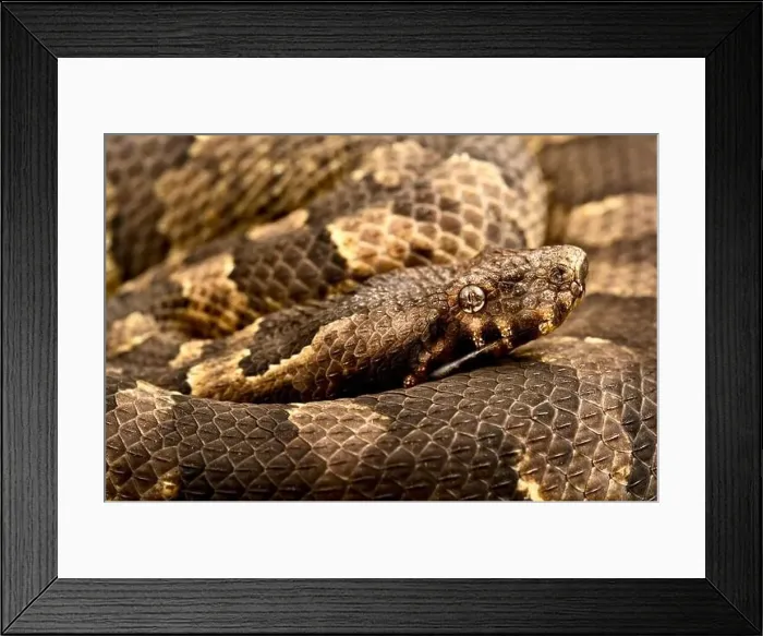 Framed Print : New Guinea Viper Boa (Candoia aspera) Framed Print : New Guinea Viper Boa (Candoia aspera)