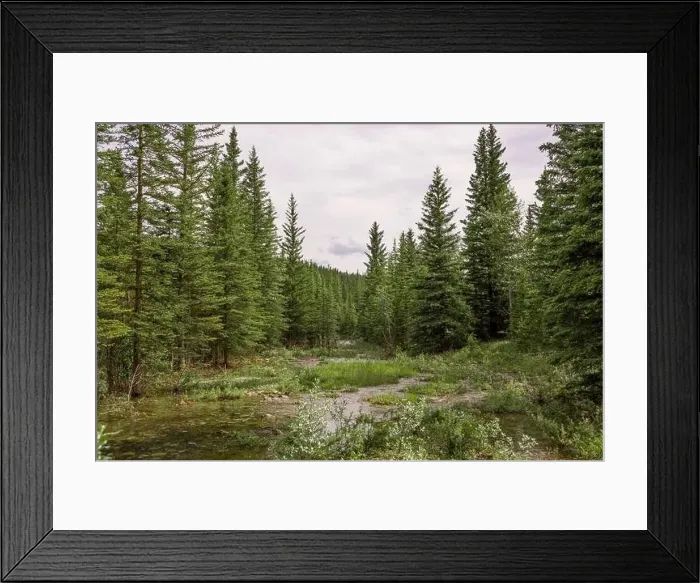 Framed Print : Nature landscape view of a mountain river in a coniferous forest Framed Print : Nature landscape view of a mountain river in a coniferous forest