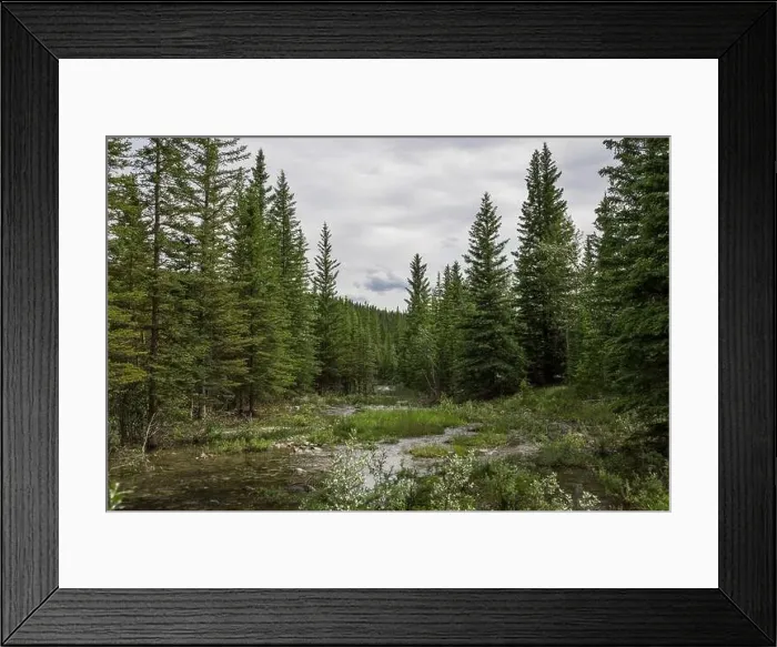 Framed Print : Nature landscape view of a mountain river in a coniferous forest Framed Print : Nature landscape view of a mountain river in a coniferous forest
