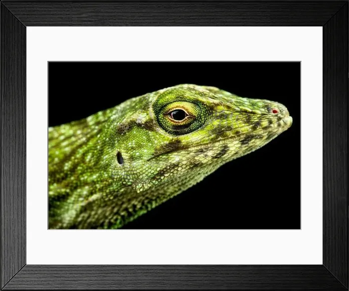 Framed Print : Neotropical Green Anole (Norops biporcatus) Framed Print : Neotropical Green Anole (Norops biporcatus)