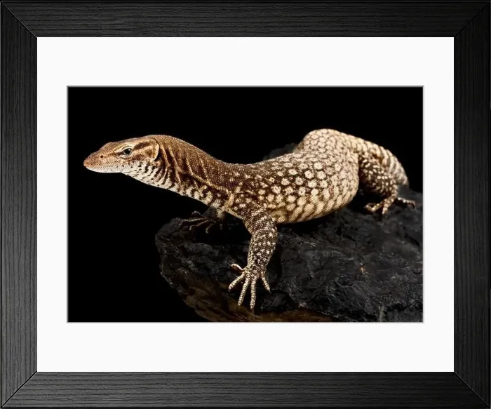 Framed Print : Black-headed monitor (Varanus tristis) Framed Print : Black-headed monitor (Varanus tristis)