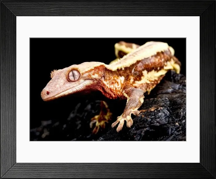 Framed Print : Crested gecko (Correlophus ciliatus) Framed Print : Crested gecko (Correlophus ciliatus)