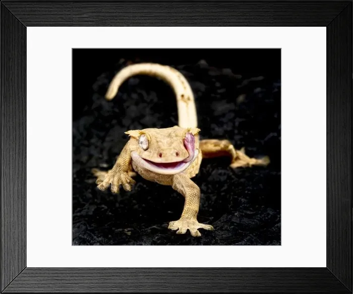 Framed Print : Crested gecko (Correlophus ciliatus) Framed Print : Crested gecko (Correlophus ciliatus)