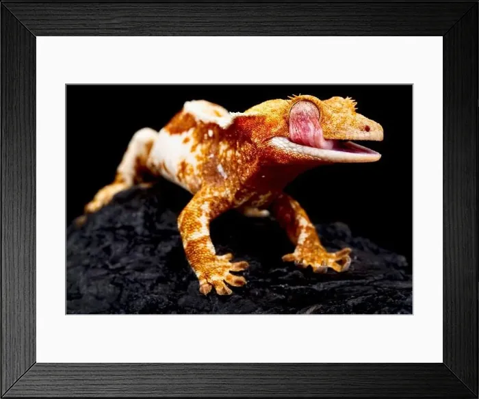 Framed Print : Crested gecko (Correlophus ciliatus) with tongue out Framed Print : Crested gecko (Correlophus ciliatus) with tongue out