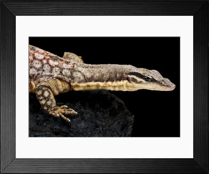 Framed Print : Kimberley Rock Monitor (Varanus glauerti) Framed Print : Kimberley Rock Monitor (Varanus glauerti)