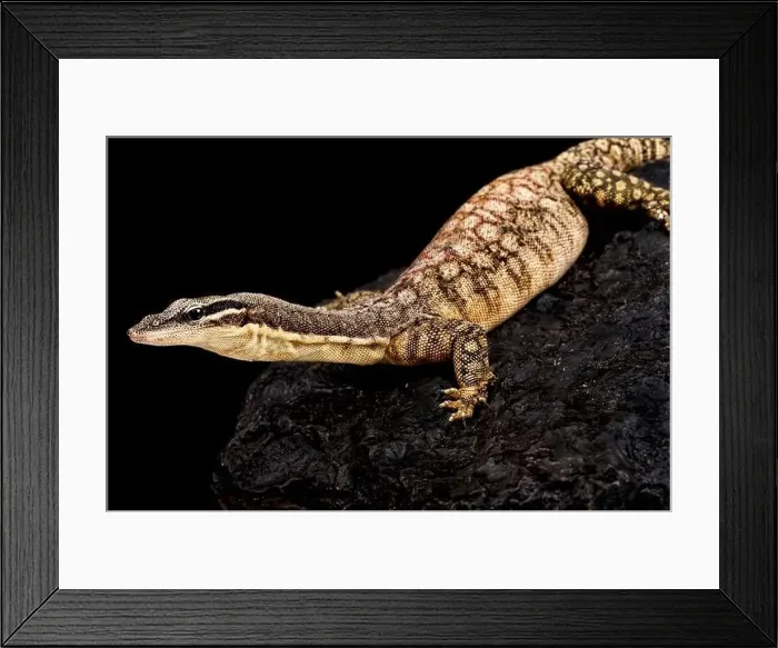 Framed Print : Kimberley Rock Monitor (Varanus glauerti) Framed Print : Kimberley Rock Monitor (Varanus glauerti)