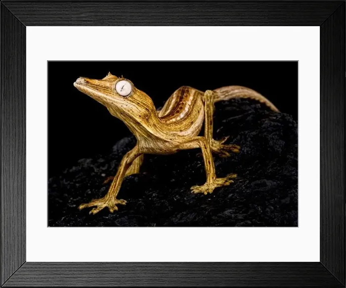 Framed Print : Lined leaf-tailed gecko (Uroplatus lineatus) Framed Print : Lined leaf-tailed gecko (Uroplatus lineatus)