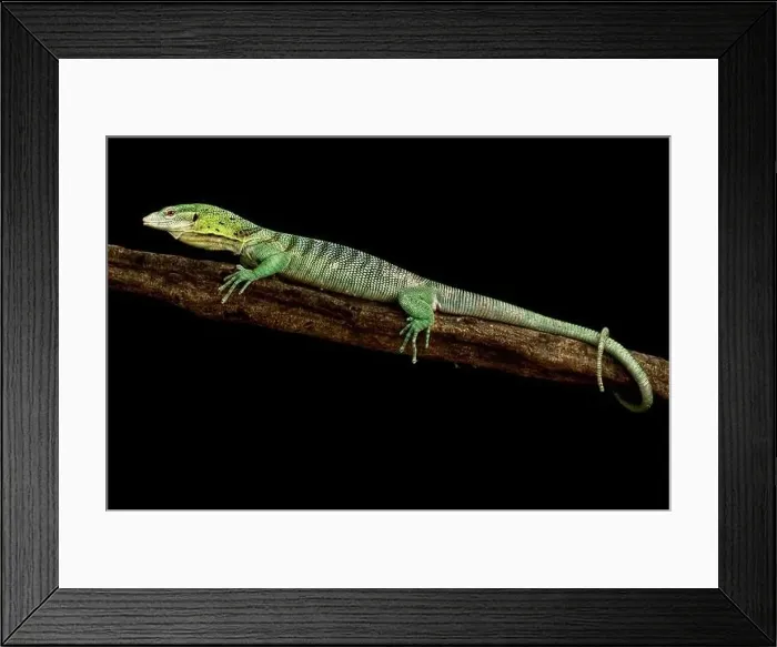 Framed Print : Emerald Tree monitor (Varanus prasinus) Framed Print : Emerald Tree monitor (Varanus prasinus)