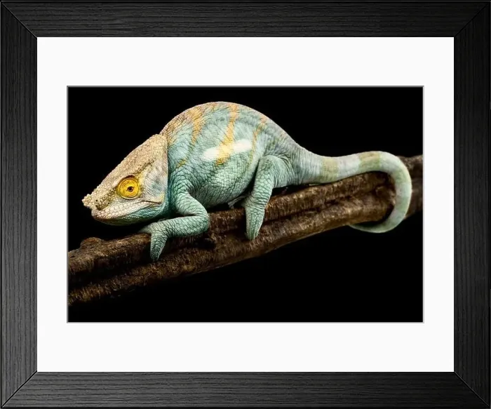 Framed Print : Parsons chameleon (Calumma parsonii) male