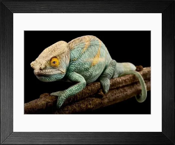 Framed Print : Parsons chameleon (Calumma parsonii) male