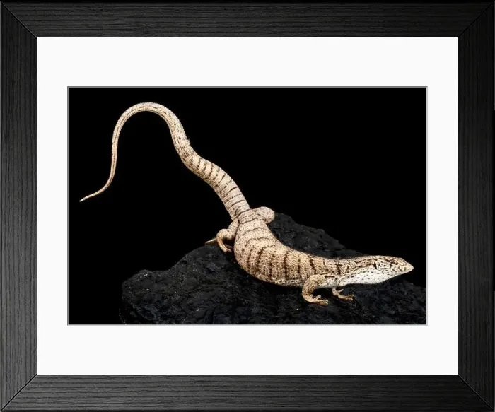 Framed Print : Pilbara Mulga Goanna (Varanus bushi) Framed Print : Pilbara Mulga Goanna (Varanus bushi)