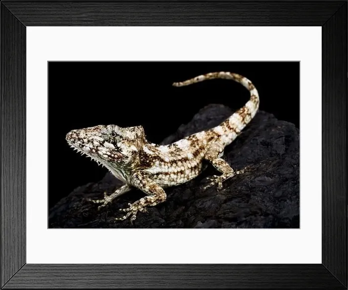 Framed Print : Western bearded Anole (Anolis barbatus) Framed Print : Western bearded Anole (Anolis barbatus)