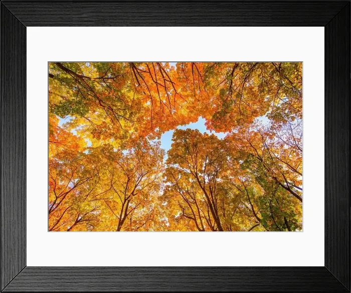 Framed Print : colorful canopies of autumn trees are set against a clear blue sky, creating a stunning contrast of colors and textures Framed Print : colorful canopies of autumn trees are set against a clear blue sky, creating a stunning contrast of colors and textures