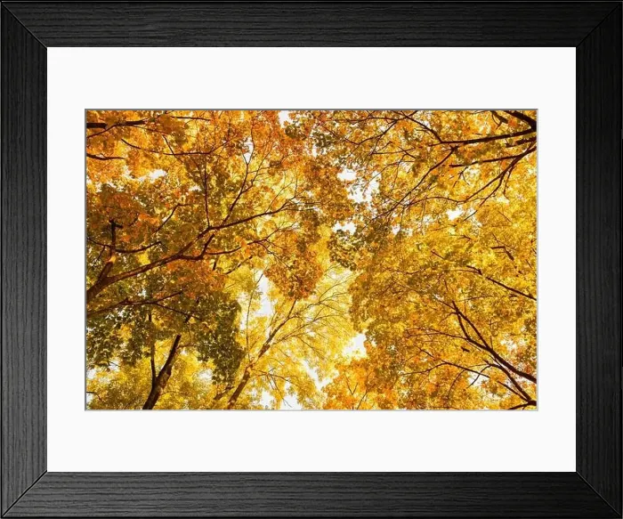 Framed Print : colorful canopies of autumn trees are set against a clear blue sky, creating a stunning contrast of colors and textures Framed Print : colorful canopies of autumn trees are set against a clear blue sky, creating a stunning contrast of colors and textures