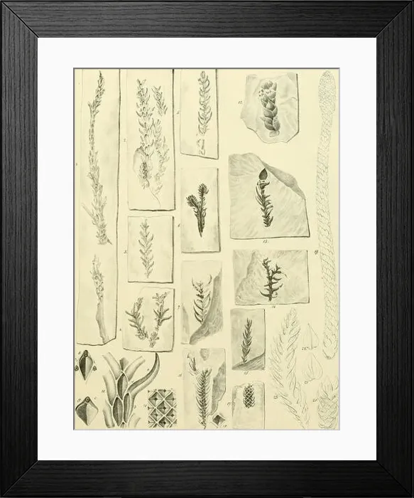 Framed Print : IiiOi^ V. O-.Küstnen Framed Print : IiiOi^ V. O-.Küstnen