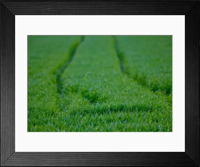 Framed Print : tracks of an agricultural machine on a wheat field