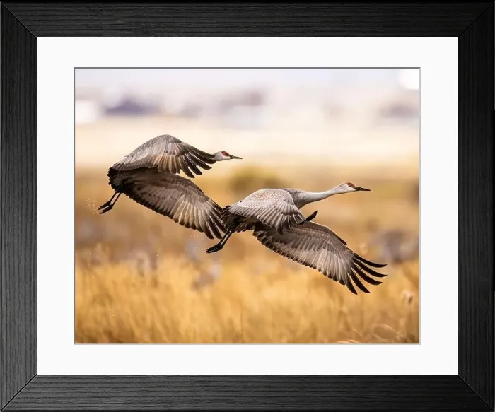 Framed Print : Sandhill Cranes - Grus canadensis - taking flight on overcast morning during spring migration Monte Vista National Framed Print : Sandhill Cranes - Grus canadensis - taking flight on overcast morning during spring migration Monte Vista National