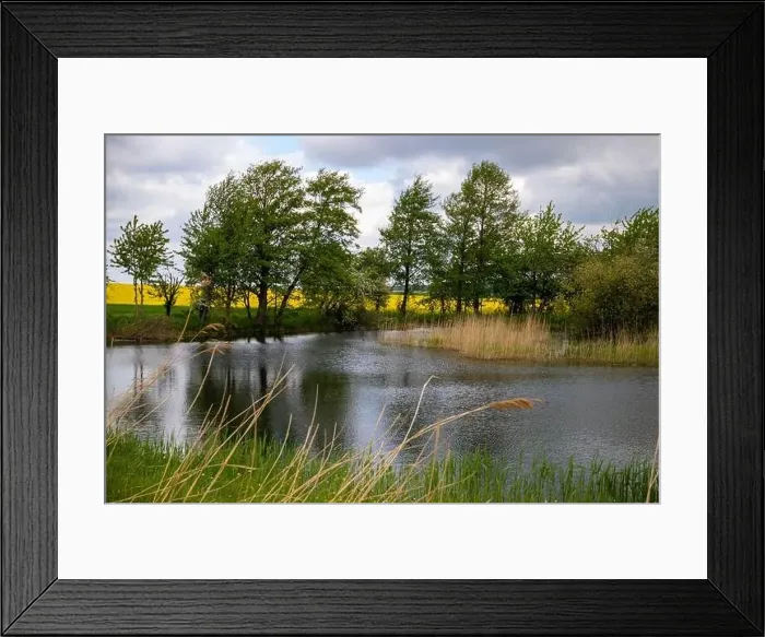 Framed Print : Small lake in the forest with lots of aquatic plants. High quality photo Framed Print : Small lake in the forest with lots of aquatic plants. High quality photo