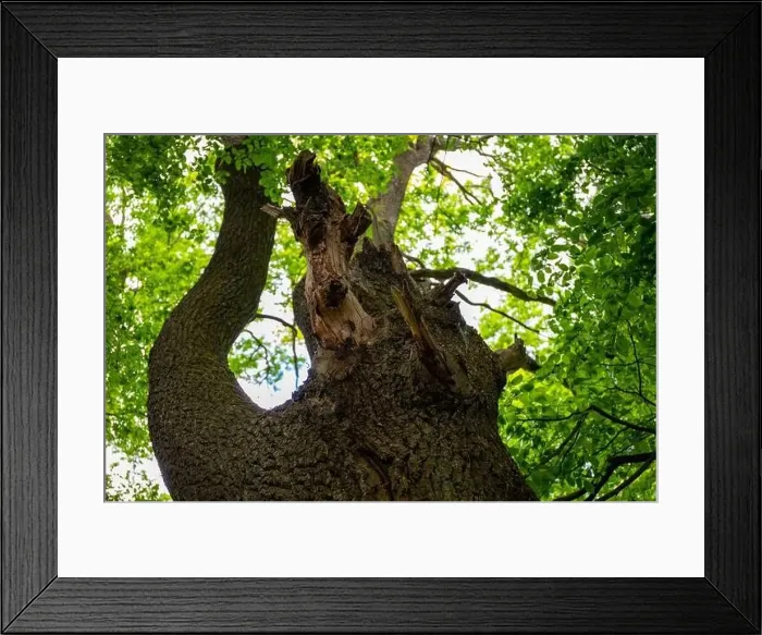 Framed Print : Small lake in the forest with lots of aquatic plants. High quality photo Framed Print : Small lake in the forest with lots of aquatic plants. High quality photo