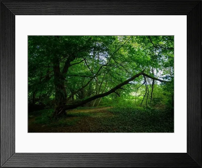 Framed Print : Small lake in the forest with lots of aquatic plants. High quality photo Framed Print : Small lake in the forest with lots of aquatic plants. High quality photo