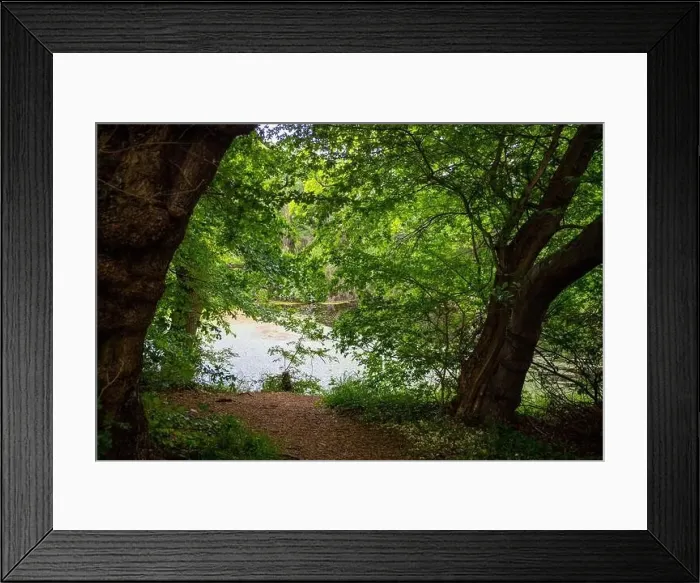 Framed Print : Small lake in the forest with lots of aquatic plants. High quality photo Framed Print : Small lake in the forest with lots of aquatic plants. High quality photo
