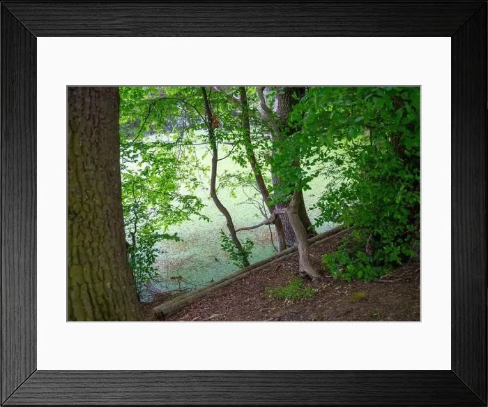 Framed Print : Small lake in the forest with lots of aquatic plants. High quality photo Framed Print : Small lake in the forest with lots of aquatic plants. High quality photo