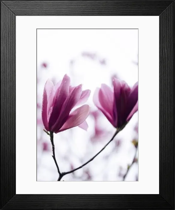 Framed Print : Macro shot of blooming magnolia flowers with pink petals and water drops