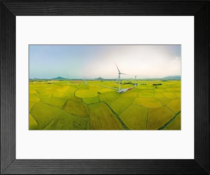 Framed Print : April 8, 2023: rice fields in Phan Rang city are in the harvest season next to wind power poles Framed Print : April 8, 2023: rice fields in Phan Rang city are in the harvest season next to wind power poles