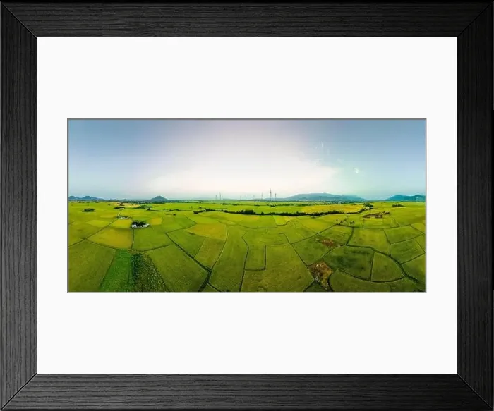 Framed Print : April 8, 2023: rice fields in Phan Rang city are in the harvest season next to wind power poles Framed Print : April 8, 2023: rice fields in Phan Rang city are in the harvest season next to wind power poles