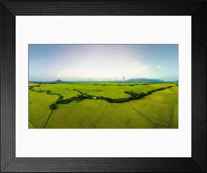 Framed Print : April 8, 2023: rice fields in Phan Rang city are in the harvest season next to wind power poles Framed Print : April 8, 2023: rice fields in Phan Rang city are in the harvest season next to wind power poles