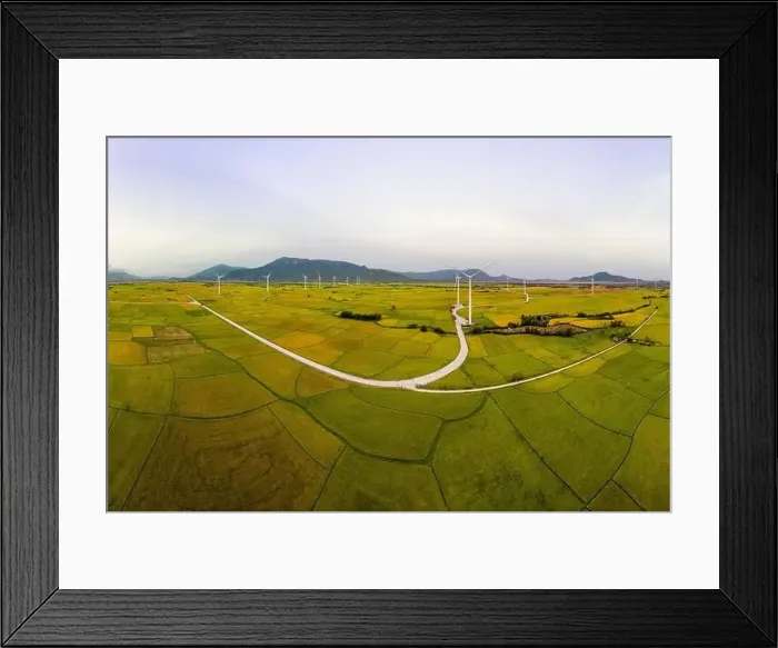 Framed Print : April 8, 2023: rice fields in Phan Rang city are in the harvest season next to wind power poles Framed Print : April 8, 2023: rice fields in Phan Rang city are in the harvest season next to wind power poles