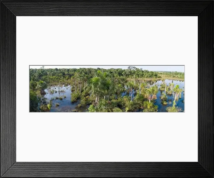 Framed Print : Aerial panorama of an Amazon lagoon with palm trees around and in water Framed Print : Aerial panorama of an Amazon lagoon with palm trees around and in water