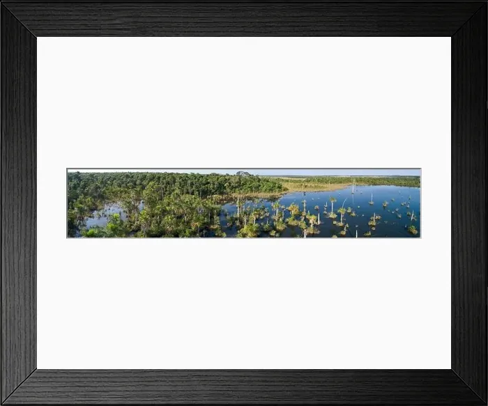 Framed Print : Aerial panorama of an Amazon lagoon with palm trees around and in water Framed Print : Aerial panorama of an Amazon lagoon with palm trees around and in water