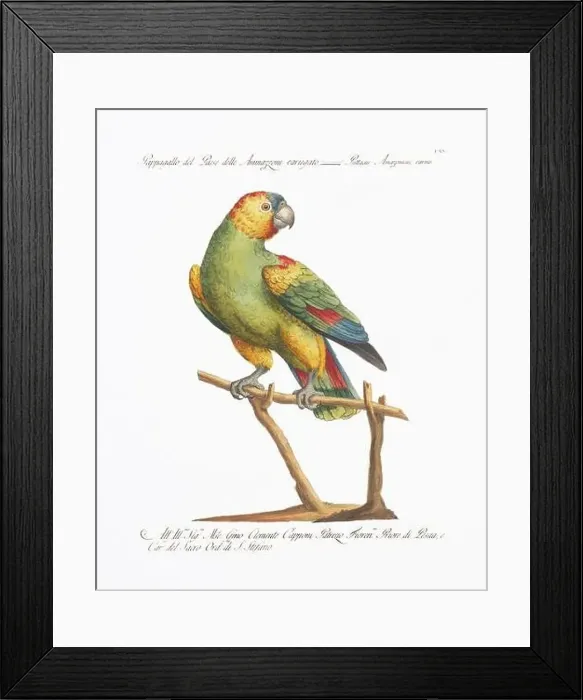 Framed Print : Antique Parrot Lithography. 18th-century Italian illustration. Ca 1776