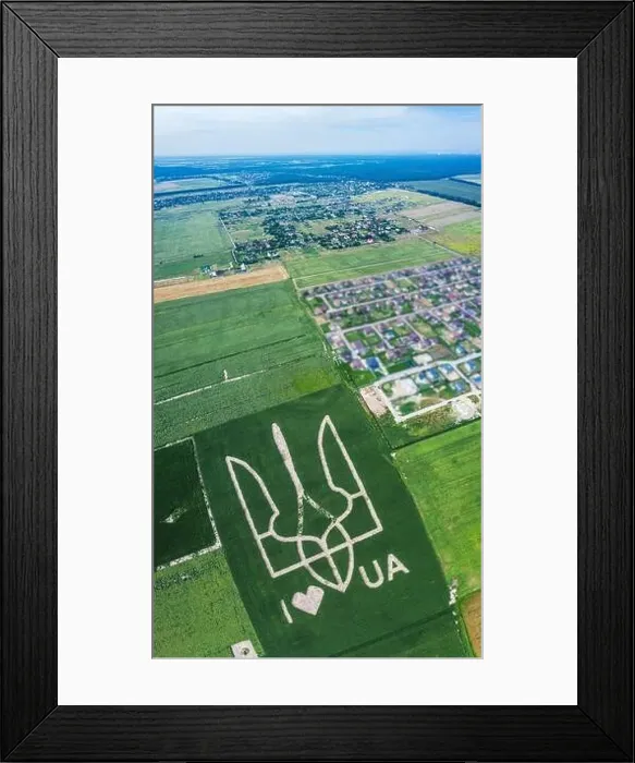 Framed Print : Giant symbol of the country of Ukraine is a trident created by corn sprouts in a corn field Framed Print : Giant symbol of the country of Ukraine is a trident created by corn sprouts in a corn field