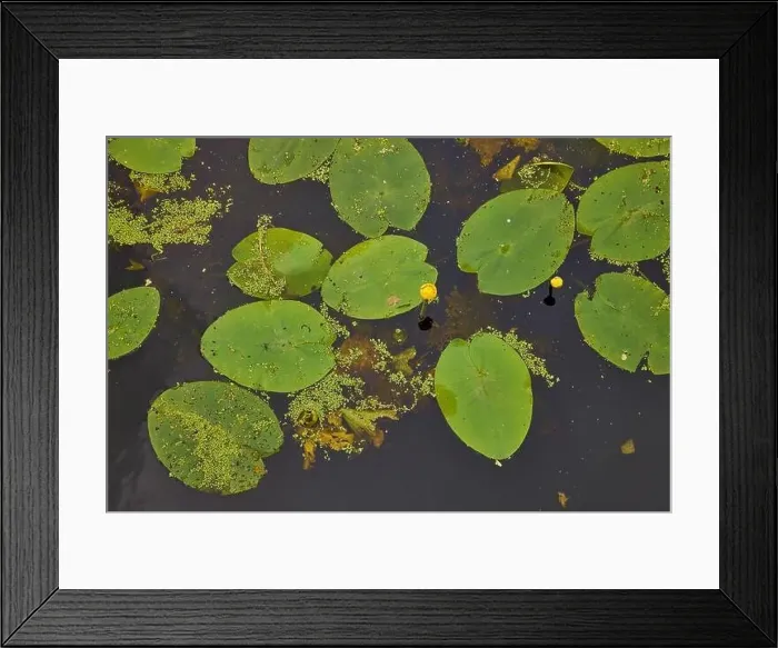 Framed Print : Aerial view of pond with yellow waterlily flowers, green leaf, duckweed in a summer day Framed Print : Aerial view of pond with yellow waterlily flowers, green leaf, duckweed in a summer day