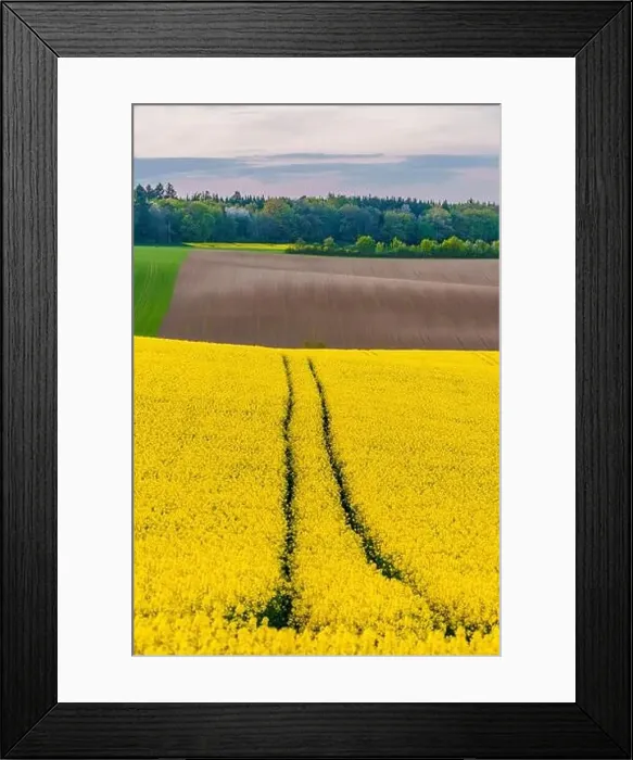 Framed Print : Spectacular aerial rural scenery with yellow rape Framed Print : Spectacular aerial rural scenery with yellow rape