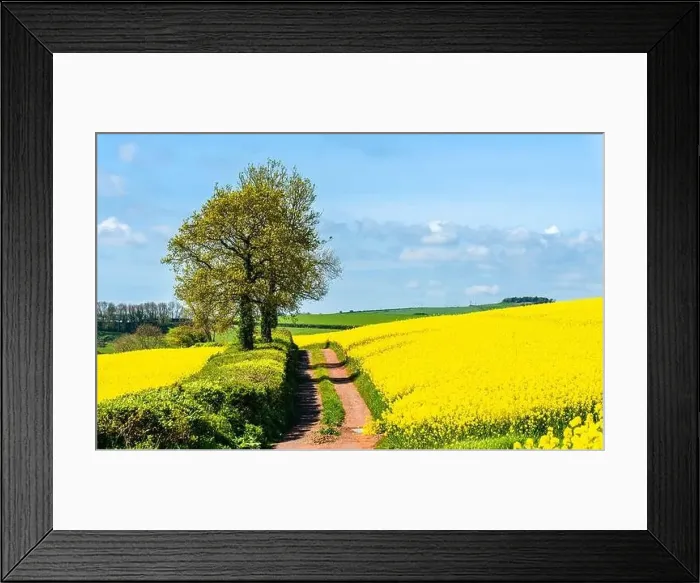 Framed Print : Rapeseed fields and farms, Devon, England Framed Print : Rapeseed fields and farms, Devon, England