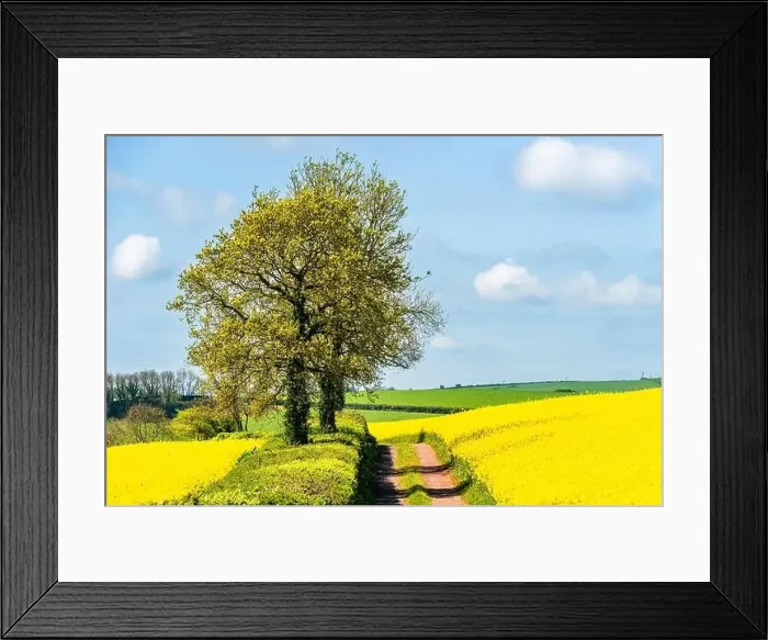 Framed Print : Rapeseed fields and farms, Devon, England Framed Print : Rapeseed fields and farms, Devon, England