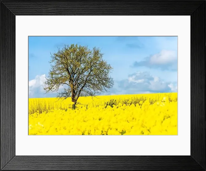 Framed Print : Rapeseed fields and farms, Devon, England Framed Print : Rapeseed fields and farms, Devon, England