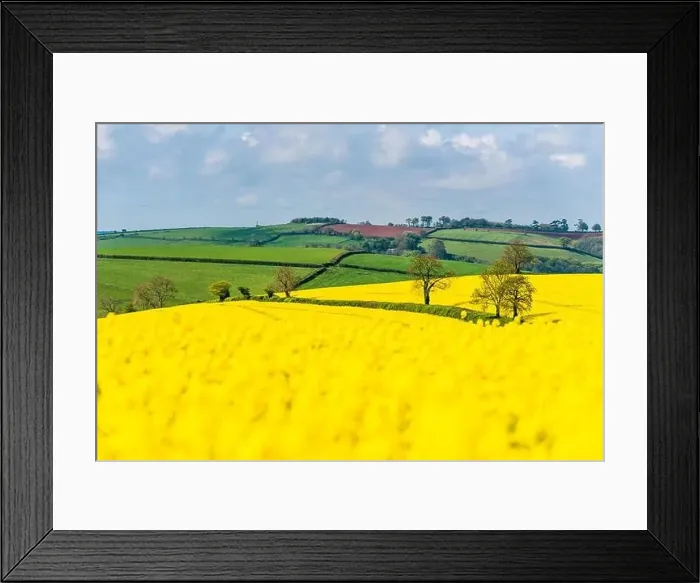 Framed Print : Rapeseed fields and farms, Devon, England Framed Print : Rapeseed fields and farms, Devon, England